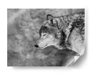 Lobo sereno invernal - Victoria Glinka | Cuadro decorativo de Canvas Lab