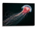 Medusa roja etérea - Alexander Semenov | Cuadro decorativo de Canvas Lab