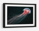 Medusa roja etérea - Alexander Semenov | Cuadro decorativo de Canvas Lab