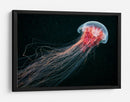 Medusa roja etérea - Alexander Semenov | Cuadro decorativo de Canvas Lab