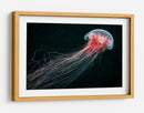 Medusa roja etérea - Alexander Semenov | Cuadro decorativo de Canvas Lab