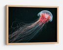 Medusa roja etérea - Alexander Semenov | Cuadro decorativo de Canvas Lab