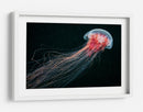 Medusa roja etérea - Alexander Semenov | Cuadro decorativo de Canvas Lab