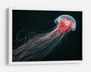 Medusa roja etérea - Alexander Semenov | Cuadro decorativo de Canvas Lab