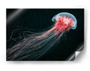 Medusa roja etérea - Alexander Semenov | Cuadro decorativo de Canvas Lab