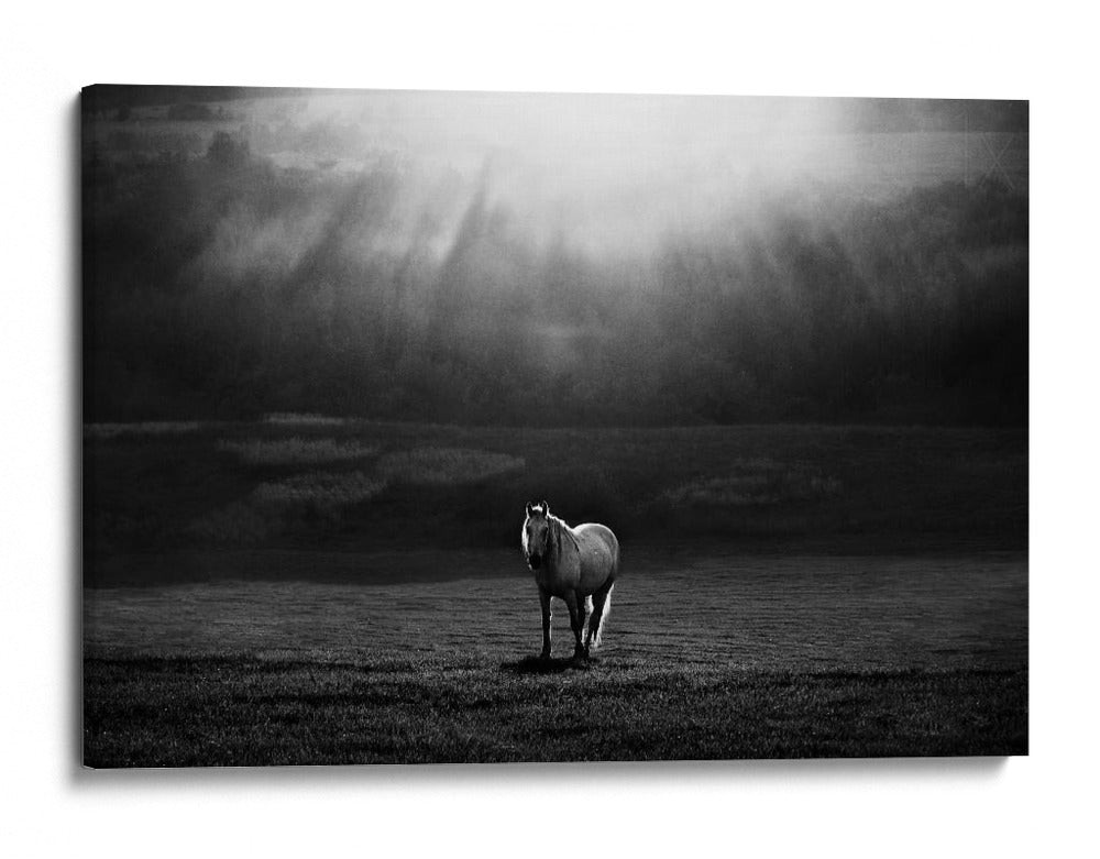 Majestuosos rayos de sol de caballo - Peter Svoboda MQEP | Cuadro decorativo de Canvas Lab
