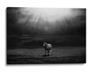 Majestuosos rayos de sol de caballo - Peter Svoboda MQEP | Cuadro decorativo de Canvas Lab