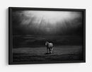 Majestuosos rayos de sol de caballo - Peter Svoboda MQEP | Cuadro decorativo de Canvas Lab