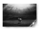 Majestuosos rayos de sol de caballo - Peter Svoboda MQEP | Cuadro decorativo de Canvas Lab