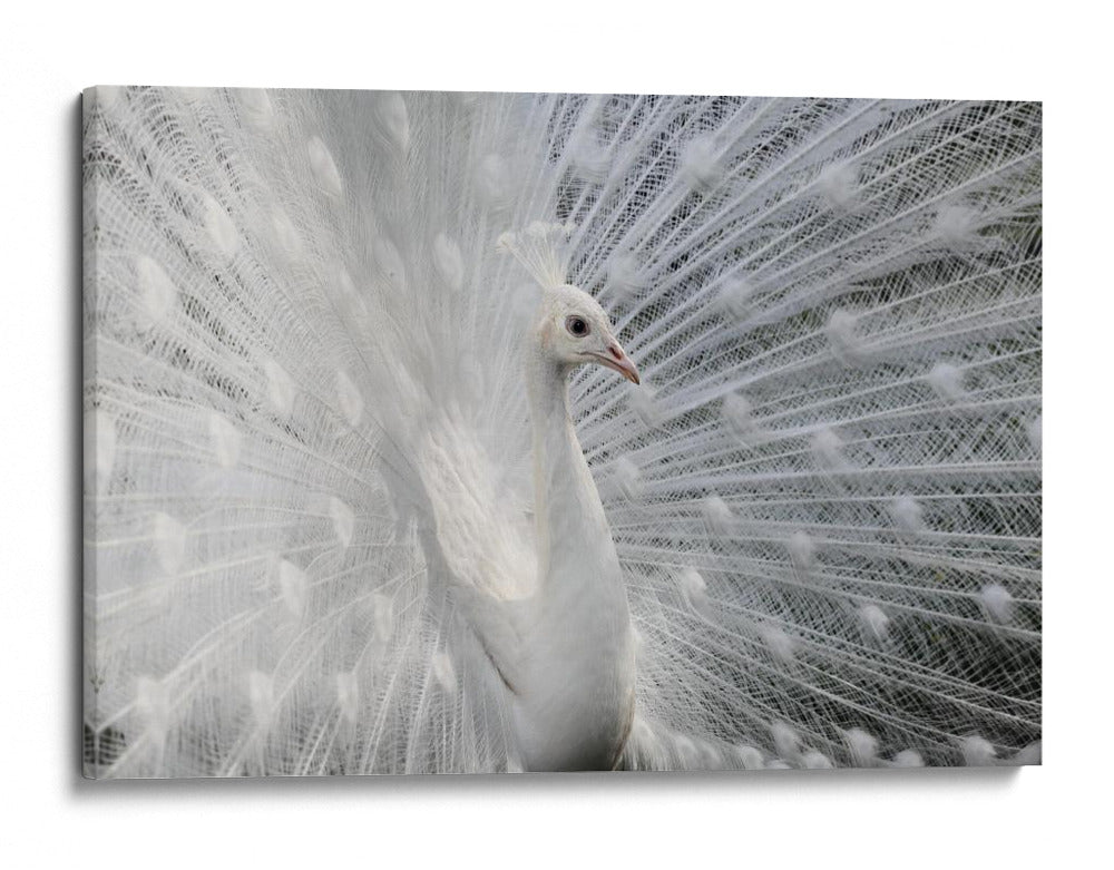 Exhibición del pavo real blanco - Victoria Glinka | Cuadro decorativo de Canvas Lab