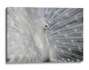 Exhibición del pavo real blanco - Victoria Glinka | Cuadro decorativo de Canvas Lab