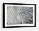 Exhibición del pavo real blanco - Victoria Glinka | Cuadro decorativo de Canvas Lab