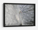 Exhibición del pavo real blanco - Victoria Glinka | Cuadro decorativo de Canvas Lab