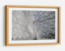 Exhibición del pavo real blanco - Victoria Glinka | Cuadro decorativo de Canvas Lab