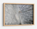 Exhibición del pavo real blanco - Victoria Glinka | Cuadro decorativo de Canvas Lab