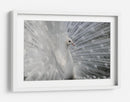 Exhibición del pavo real blanco - Victoria Glinka | Cuadro decorativo de Canvas Lab