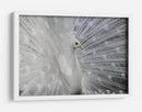 Exhibición del pavo real blanco - Victoria Glinka | Cuadro decorativo de Canvas Lab