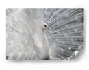 Exhibición del pavo real blanco - Victoria Glinka | Cuadro decorativo de Canvas Lab