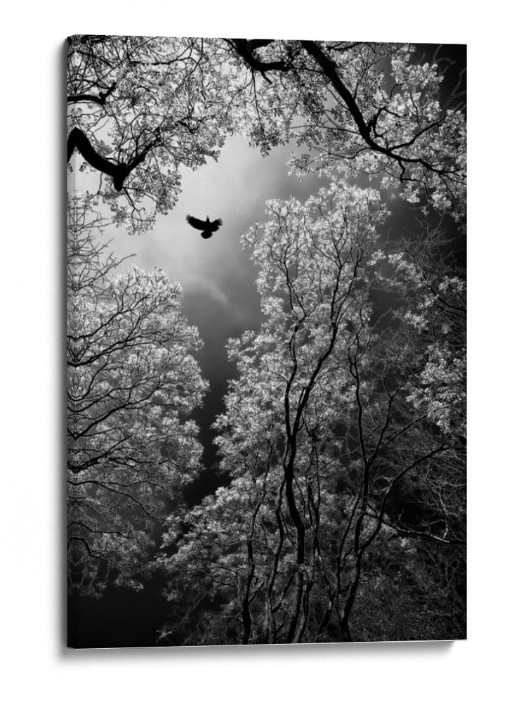 Vuelo etéreo por el bosque - Goran Stamenkovic | Cuadro decorativo de Canvas Lab
