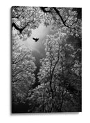 Vuelo etéreo por el bosque - Goran Stamenkovic | Cuadro decorativo de Canvas Lab