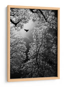 Vuelo etéreo por el bosque - Goran Stamenkovic | Cuadro decorativo de Canvas Lab