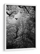 Vuelo etéreo por el bosque - Goran Stamenkovic | Cuadro decorativo de Canvas Lab