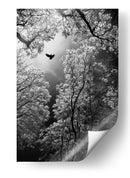 Vuelo etéreo por el bosque - Goran Stamenkovic | Cuadro decorativo de Canvas Lab