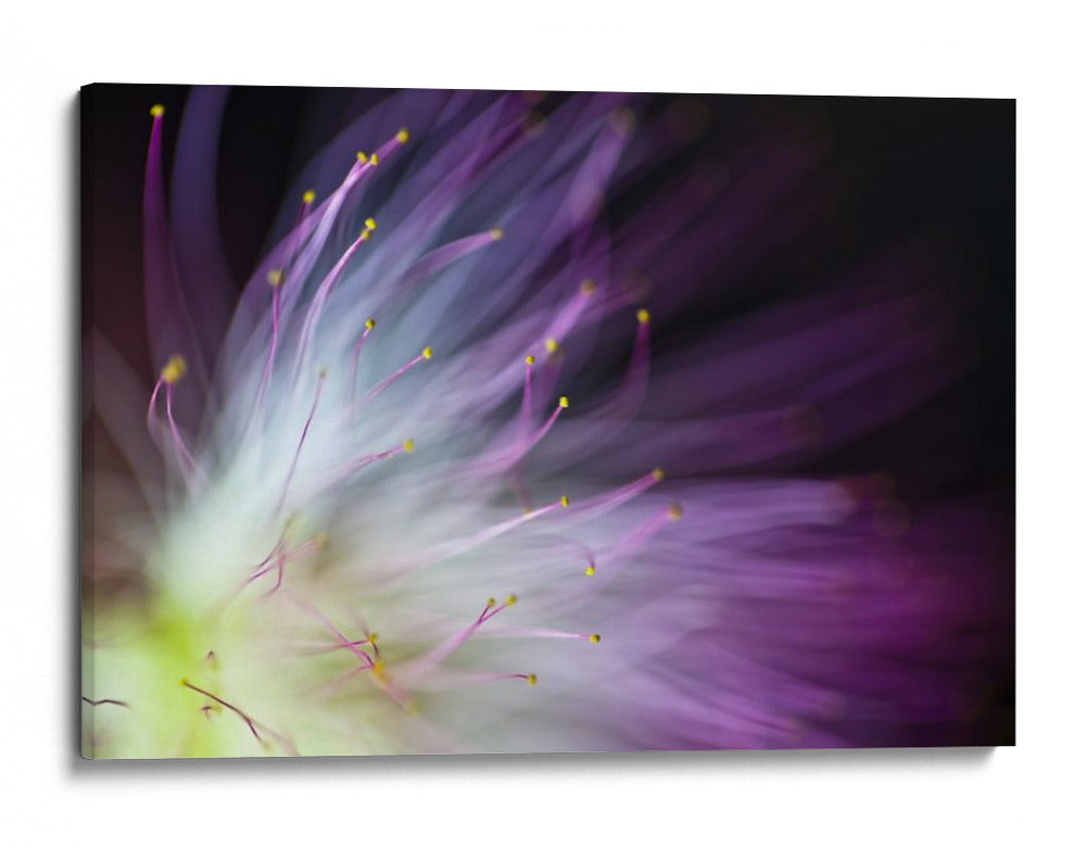 Flor de color morado suave - Art Lionse | Cuadro decorativo de Canvas Lab