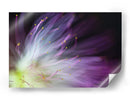 Flor de color morado suave - Art Lionse | Cuadro decorativo de Canvas Lab