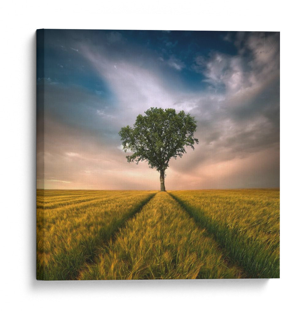 Árbol solitario en un campo dorado - Piotr Krol (Bax) | Cuadro decorativo de Canvas Lab