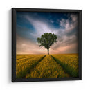 Árbol solitario en un campo dorado - Piotr Krol (Bax) | Cuadro decorativo de Canvas Lab