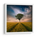 Árbol solitario en un campo dorado - Piotr Krol (Bax) | Cuadro decorativo de Canvas Lab