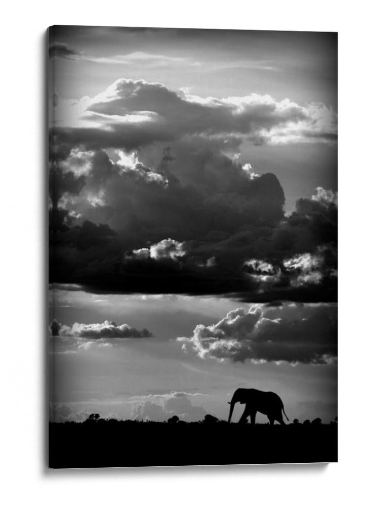 Silueta dramática de elefante - WildPhotoArt | Cuadro decorativo de Canvas Lab