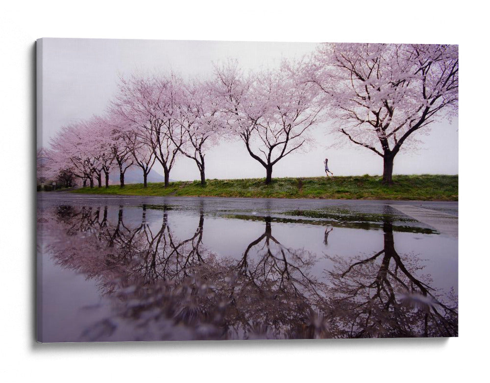 Carrera de los cerezos en flor - Kouji Tomihisa | Cuadro decorativo de Canvas Lab