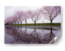 Carrera de los cerezos en flor - Kouji Tomihisa | Cuadro decorativo de Canvas Lab