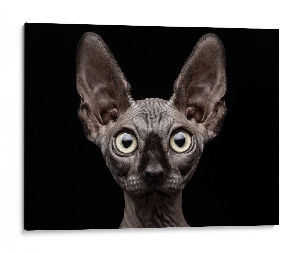 Mirada intensa de esfinge - Patrick Matte | Cuadro decorativo de Canvas Lab