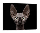 Mirada intensa de esfinge - Patrick Matte | Cuadro decorativo de Canvas Lab