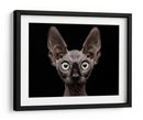 Mirada intensa de esfinge - Patrick Matte | Cuadro decorativo de Canvas Lab