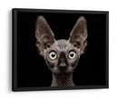 Mirada intensa de esfinge - Patrick Matte | Cuadro decorativo de Canvas Lab