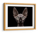 Mirada intensa de esfinge - Patrick Matte | Cuadro decorativo de Canvas Lab