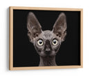 Mirada intensa de esfinge - Patrick Matte | Cuadro decorativo de Canvas Lab