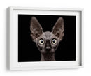 Mirada intensa de esfinge - Patrick Matte | Cuadro decorativo de Canvas Lab
