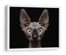 Mirada intensa de esfinge - Patrick Matte | Cuadro decorativo de Canvas Lab