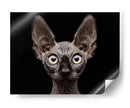 Mirada intensa de esfinge - Patrick Matte | Cuadro decorativo de Canvas Lab