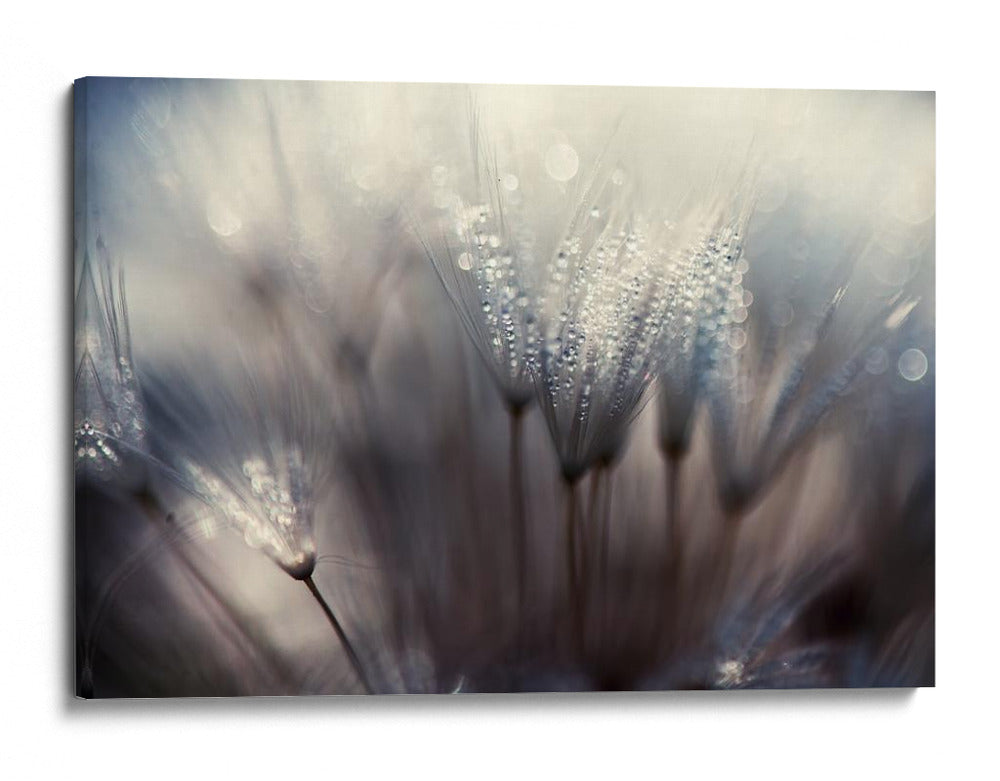 Semillas de diente de león cubiertas de rocío - Thomas Dam | Cuadro decorativo de Canvas Lab