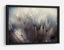 Semillas de diente de león cubiertas de rocío - Thomas Dam | Cuadro decorativo de Canvas Lab