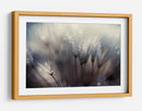 Semillas de diente de león cubiertas de rocío - Thomas Dam | Cuadro decorativo de Canvas Lab