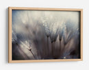 Semillas de diente de león cubiertas de rocío - Thomas Dam | Cuadro decorativo de Canvas Lab