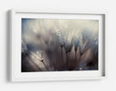 Semillas de diente de león cubiertas de rocío - Thomas Dam | Cuadro decorativo de Canvas Lab