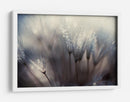 Semillas de diente de león cubiertas de rocío - Thomas Dam | Cuadro decorativo de Canvas Lab